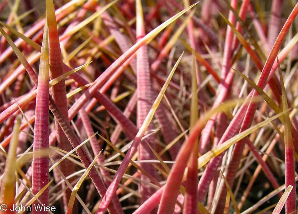 Desert Botanical Garden in Phoenix, Arizona