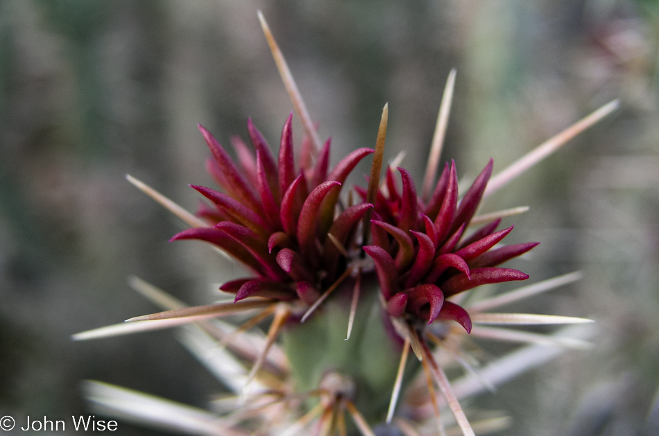 Desert Botanical Garden in Phoenix, Arizona