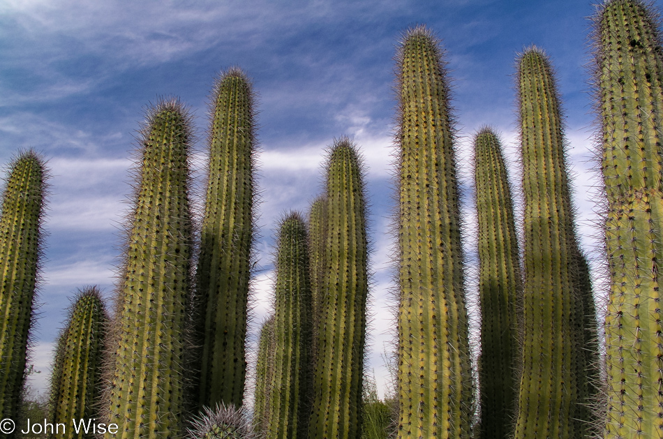 Cactus reaching for the sky at the Desert Botanical Garden in Phoenix, Arizona