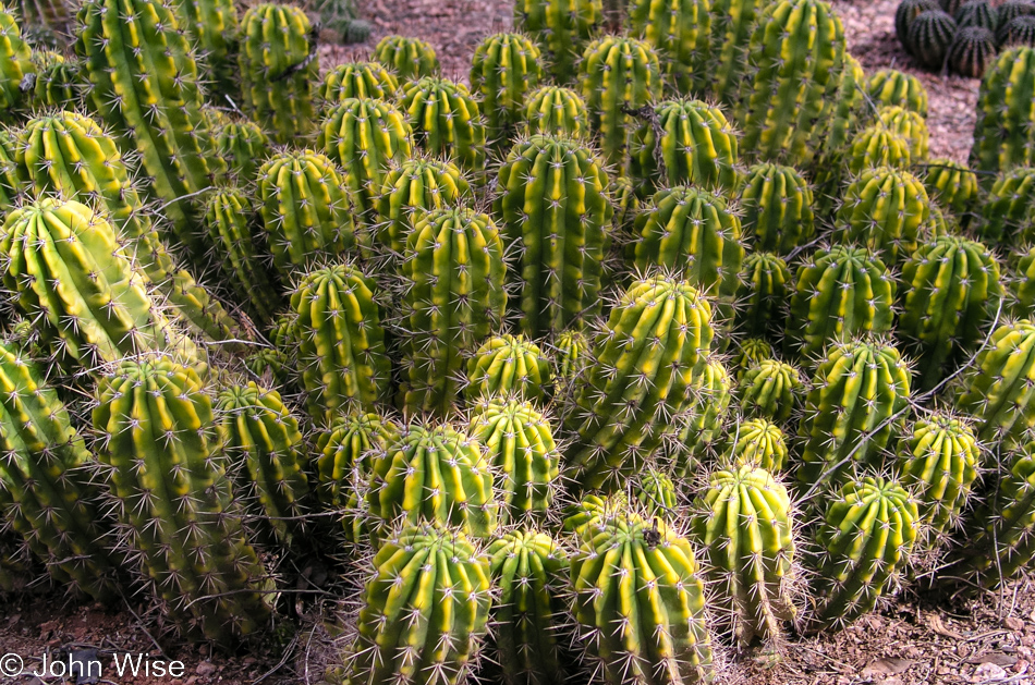 Desert Botanical Garden in Phoenix, Arizona