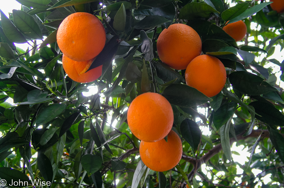 Oranges hanging in the tree at my mom's house during winter in Phoenix, Arizona