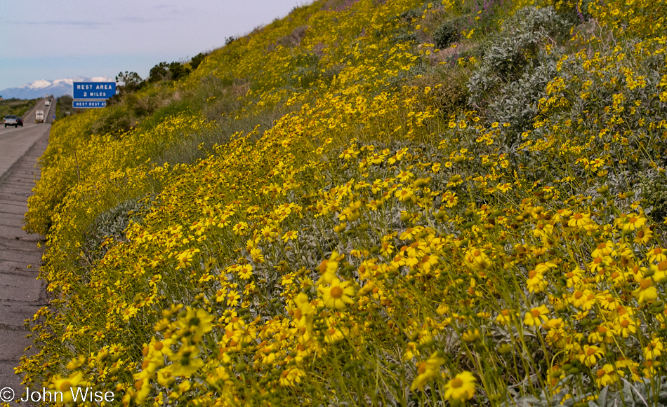 A yellow flowered hillside next to the 10 freeway with a snow-covered mountain peak in the distance in California