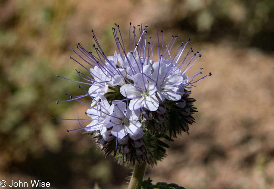 Desert Botanical Garden in Phoenix, Arizona