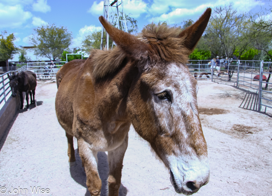 An old sad Mule with tears falling from his eyes stands bored at the Phoenix Zoo in Arizona