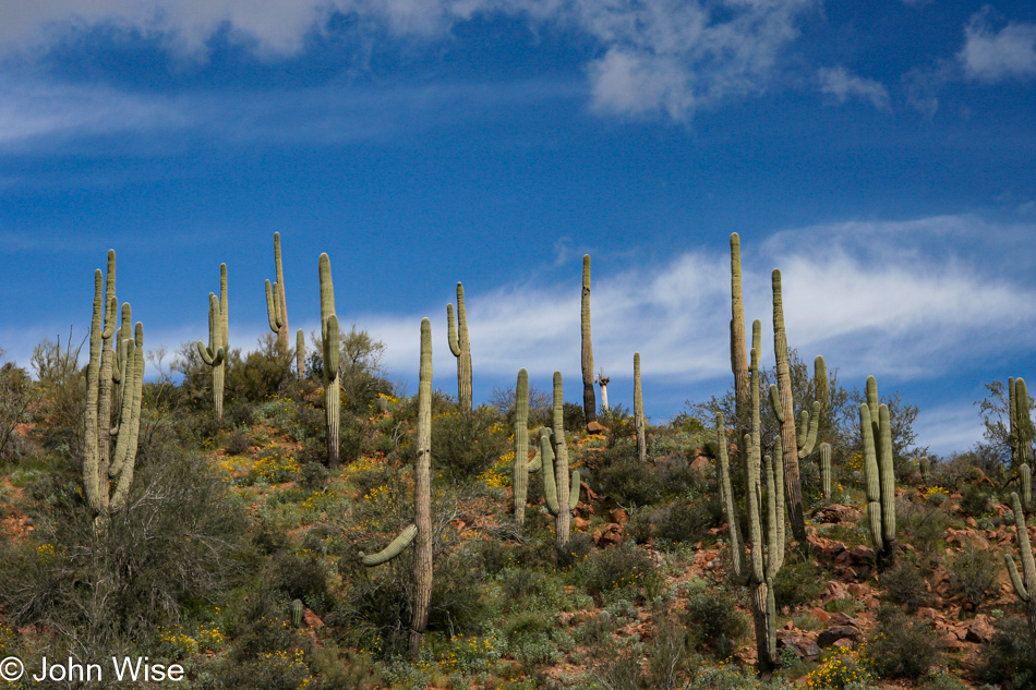 Saguaro Cactus dot the hillsides along the dirt road to Horseshoe Dam outside of Cave Creek, Arizona