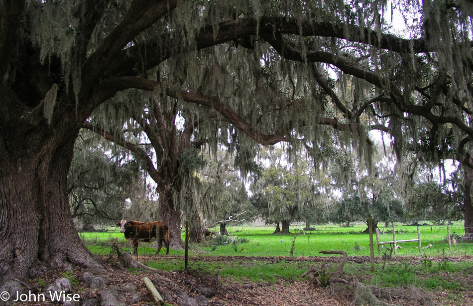 Louisiana 2005