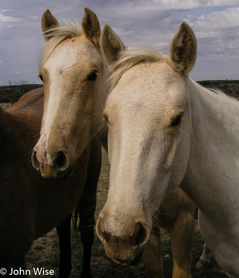 Roadside in Texas 2005