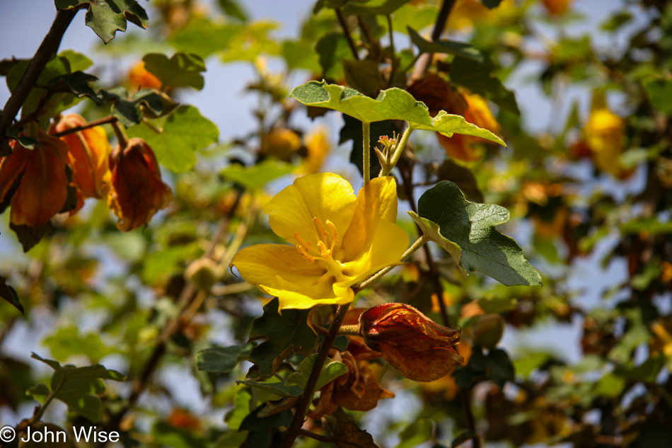 Santa Barbara Botanic Garden, California