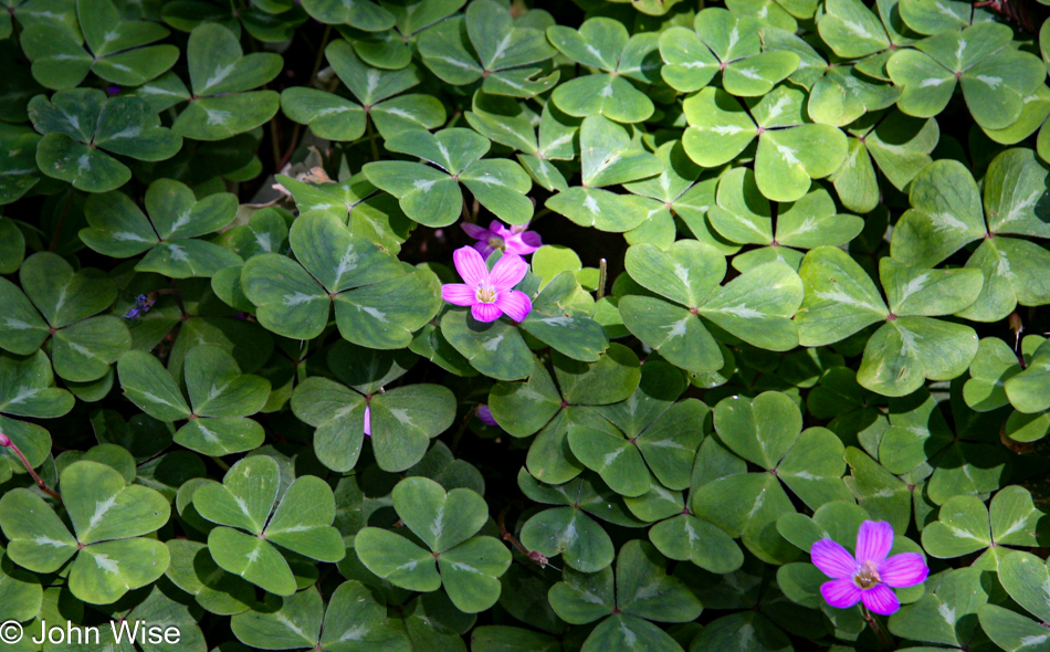 Santa Barbara Botanic Garden, California