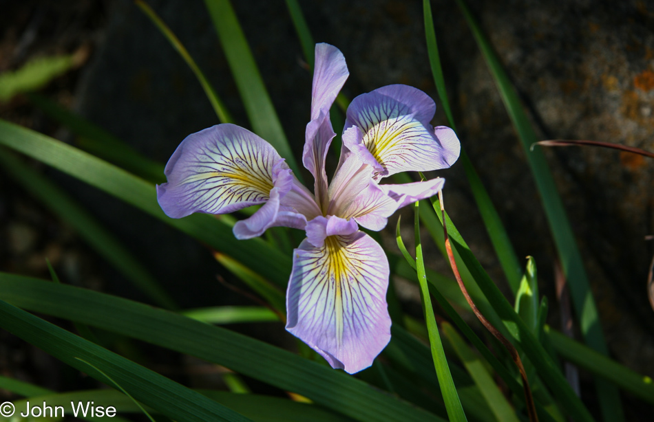 Santa Barbara Botanic Garden, California