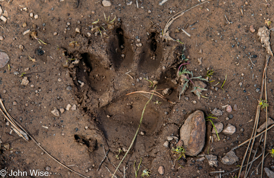 A black bear paw impression next to a meadow lake on the Mogollon Rim in Arizona