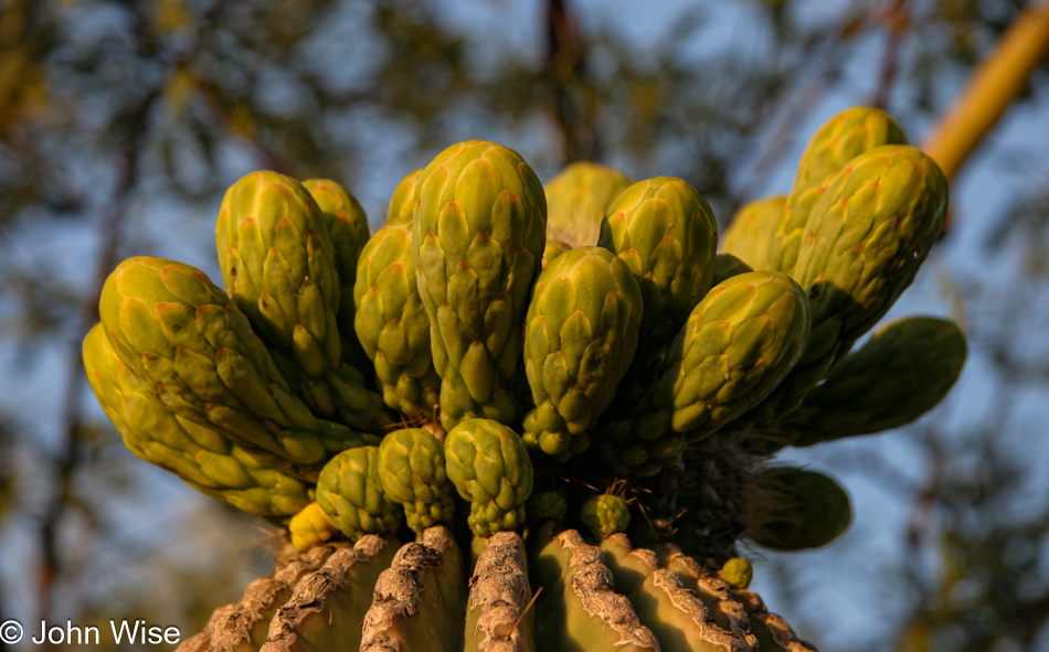 Saguaro buds getting ready to bloom in Phoenix, Arizona