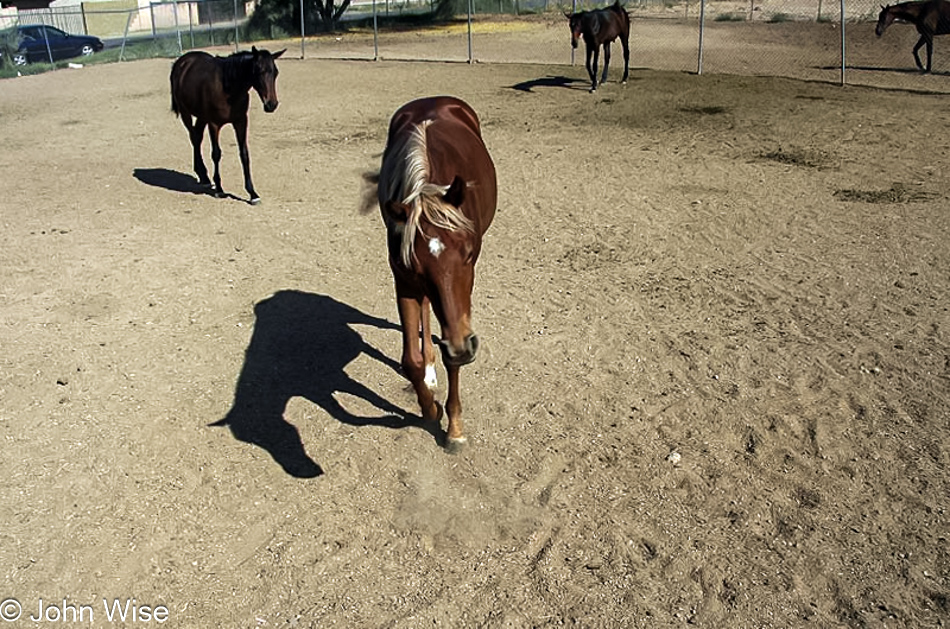 Horse properties in our neighborhood make for a good distraction from the cookie cutter homes here in Phoenix, Arizona