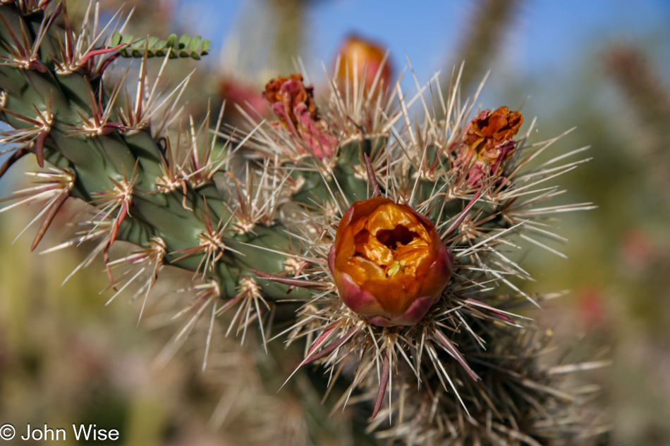 Spring transitioning to summer is all the more beautiful in the desert as the cactus bloom here in Phoenix, Arizona