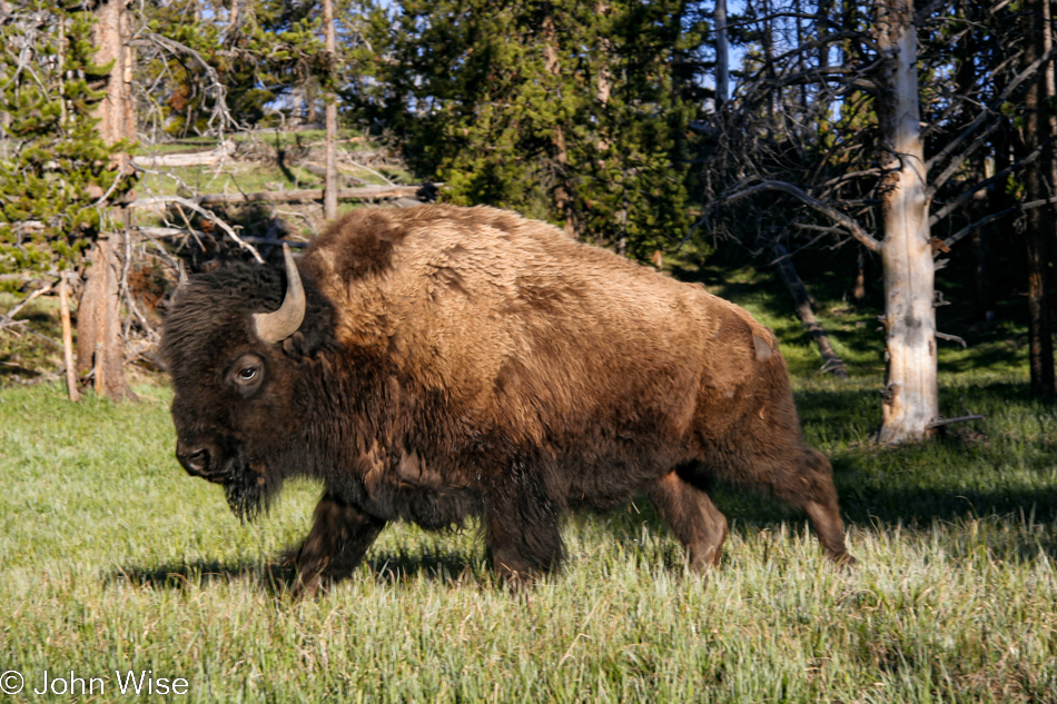 Bison in Yellowstone National Park Wyoming