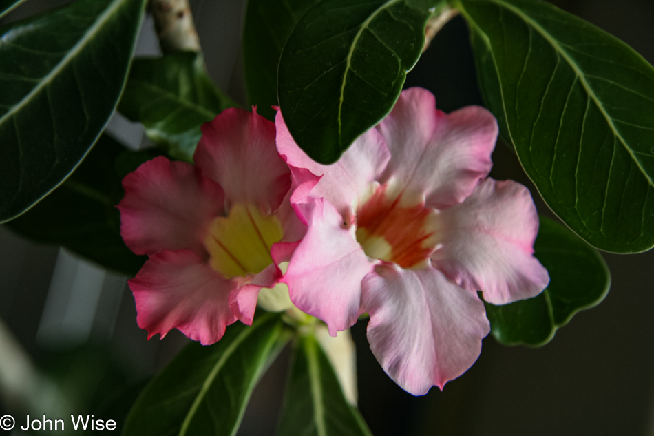 Desert Rose in Phoenix, Arizona