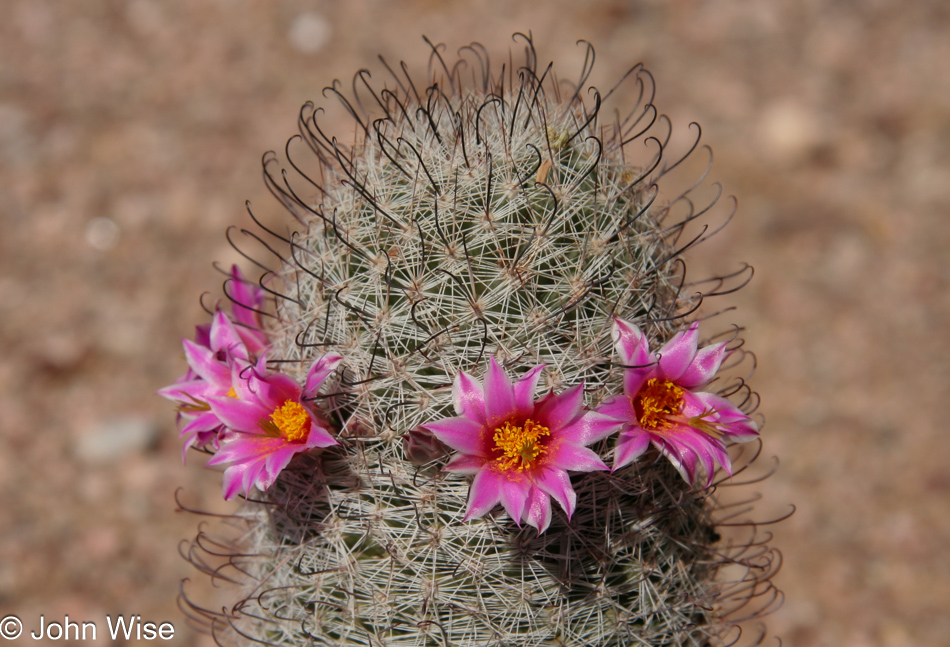 Desert Botanical Garden in Phoenix, Arizona