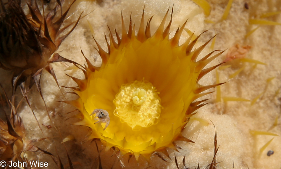 A fierce looking bug staring me down from inside a flower of a Barrel Cactus at the Desert Botanical Garden in Phoenix, Arizona