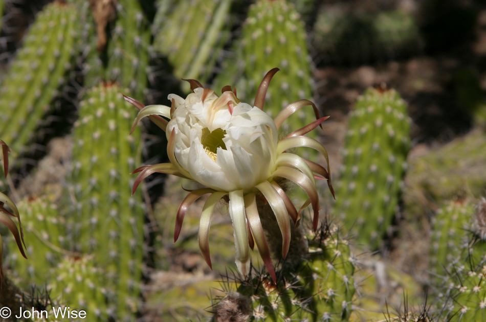 Desert Botanical Garden in Phoenix, Arizona