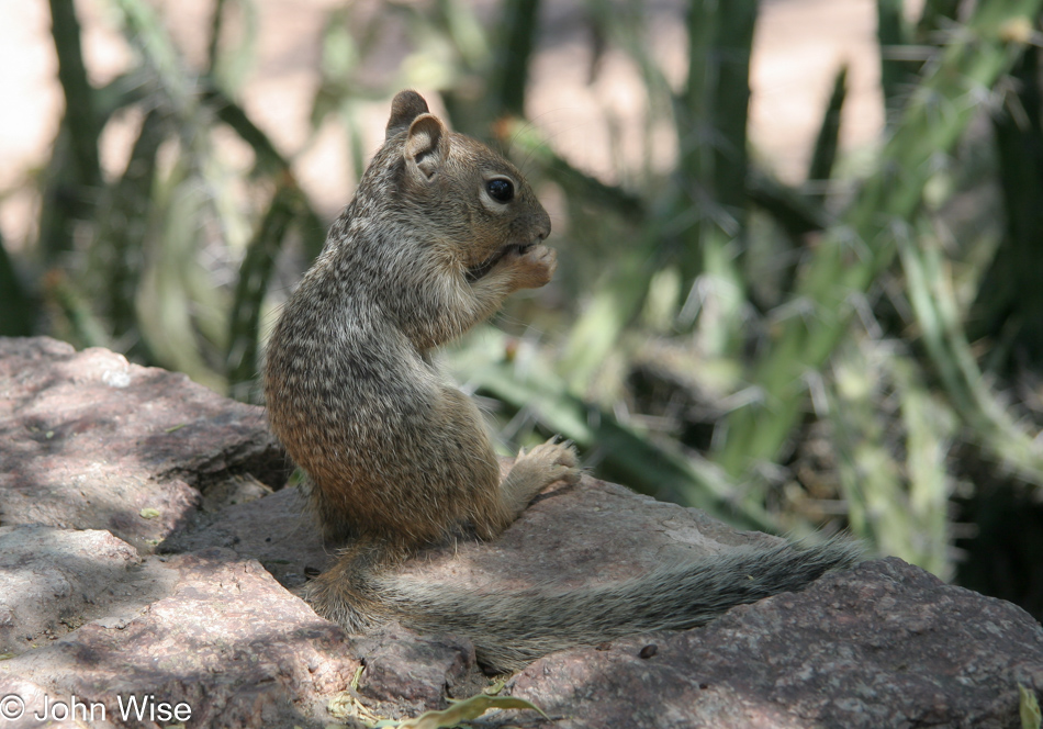 A squirrel at the Desert Botanical Garden in Phoenix, Arizona