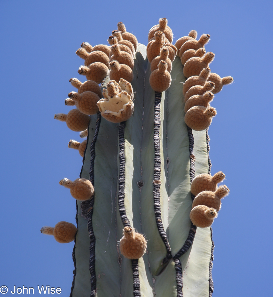 Desert Botanical Garden in Phoenix, Arizona