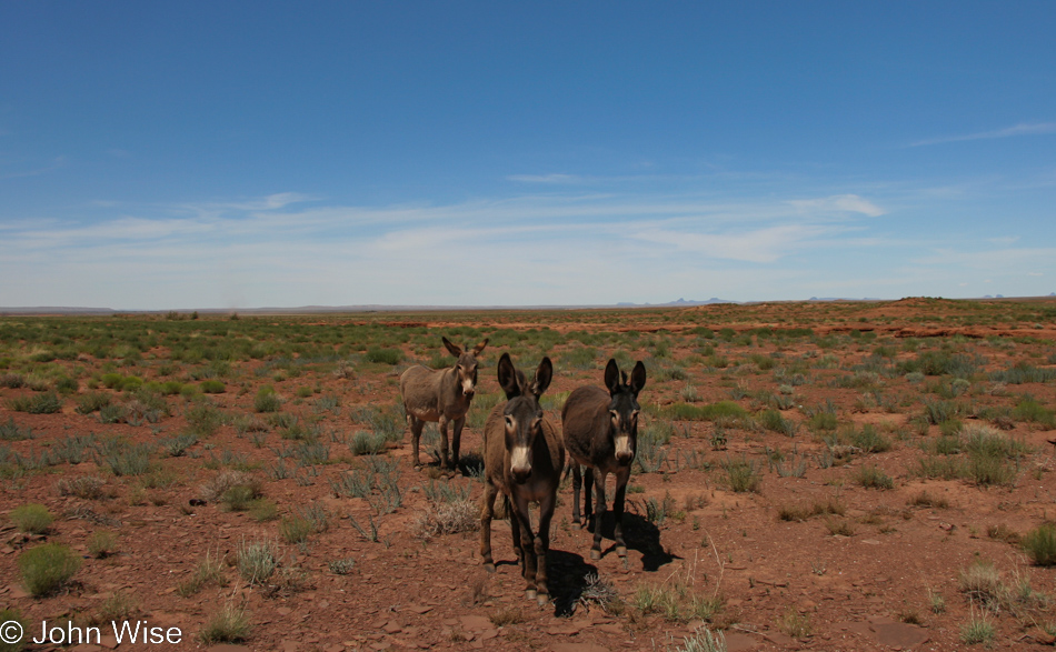 Donkeys near Leupp, Arizona