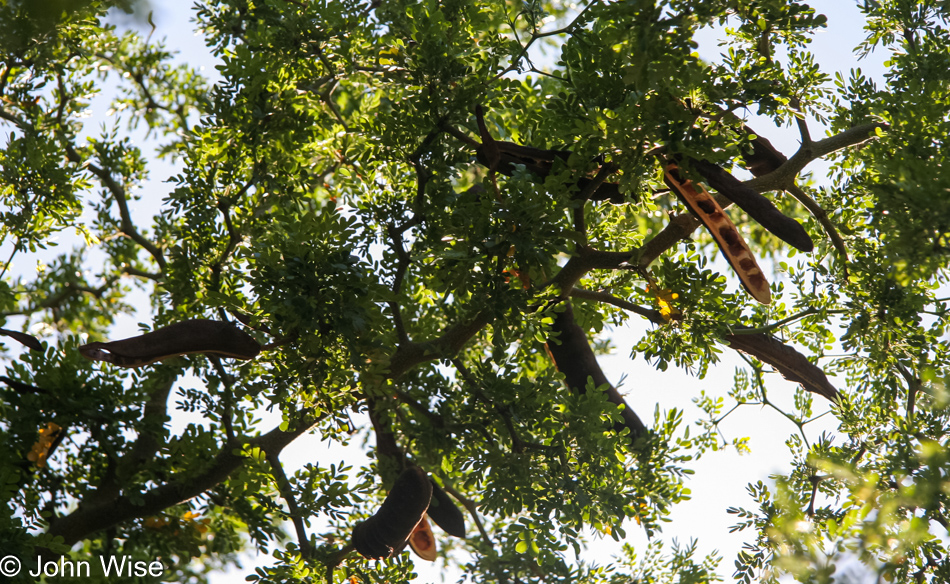 Mesquite Tree with pods opened in Phoenix, Arizona