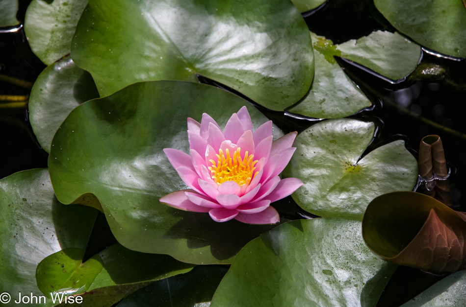 A pond lily in bloom in my mother's garden, Phoenix, Arizona