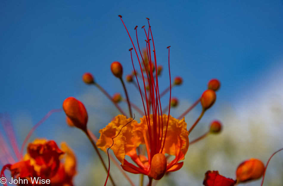 The Mexican Bird of Paradise growing in Phoenix, Arizona