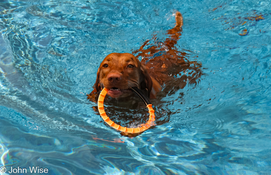 Chloe, the Hungarian Vizsla is our friend Brad's dog seen here in the swimming pool, Scottsdale, Arizona