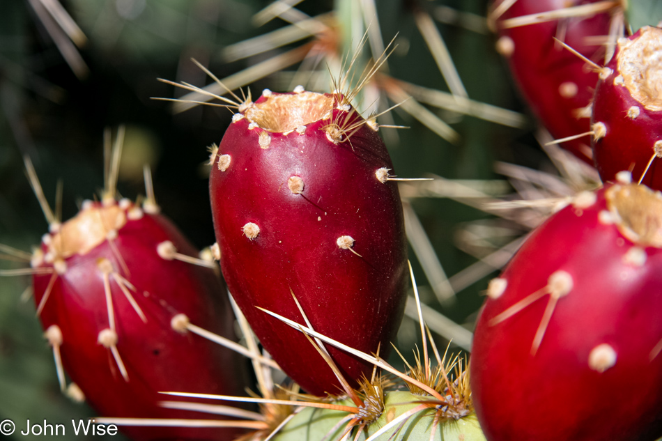 Prickly Pear fruit ready for harvest on the streets of Phoenix, Arizona in late August