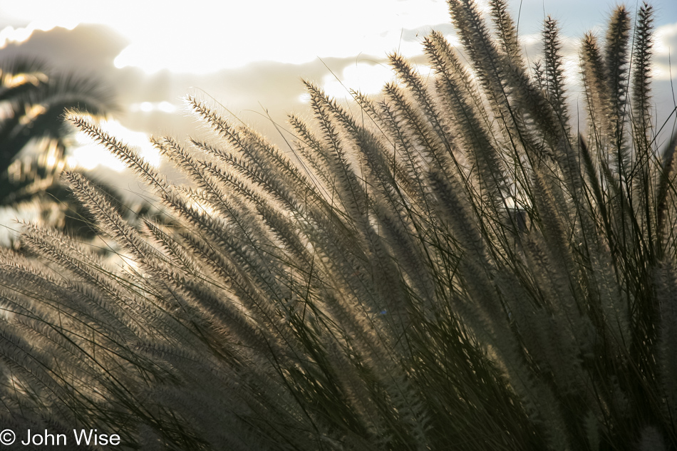 Wispy grasses in the front yard of a home in Phoenix, Arizona