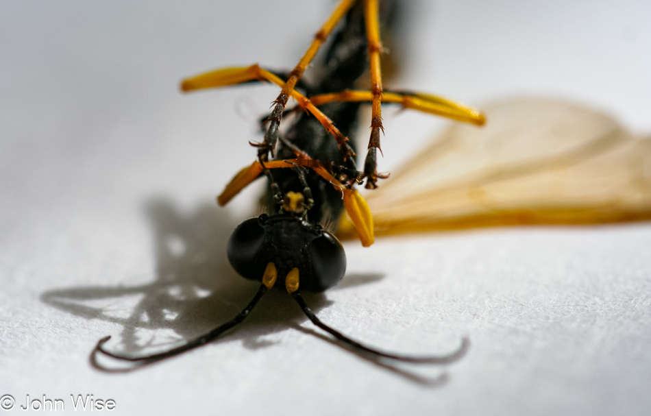 This poor wasp wandered into our living space when he should have stayed in his -- outside.