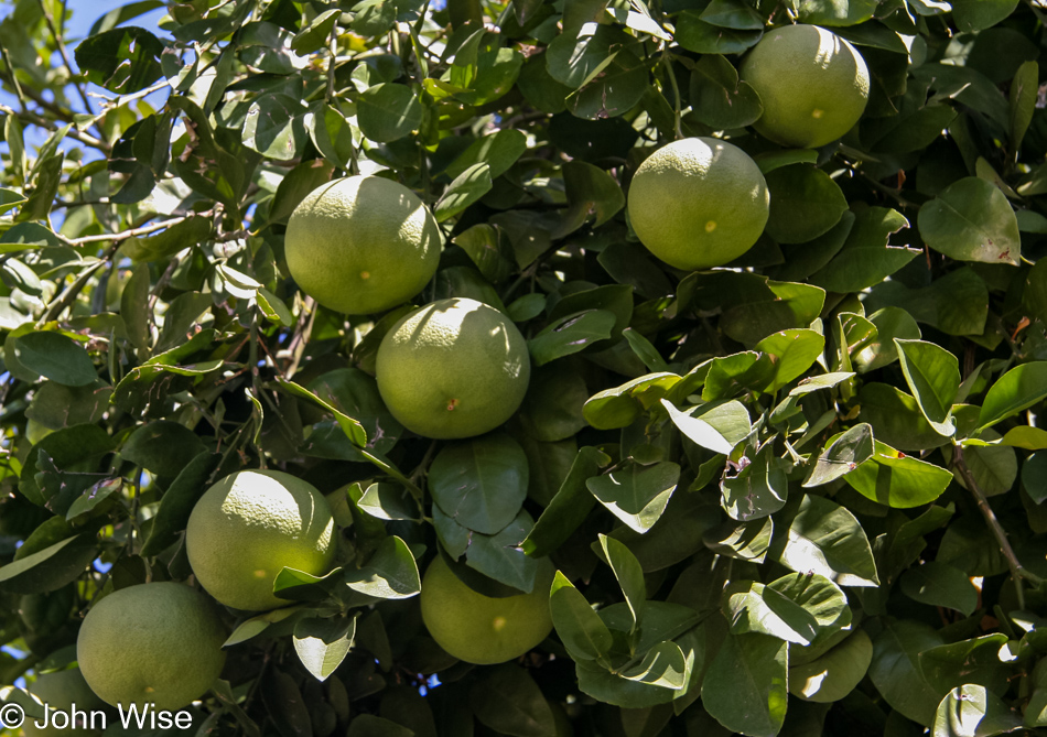 Grapefruit are hanging heavy in the trees during late summer here in Phoenix, Arizona but are not yet ready to pick