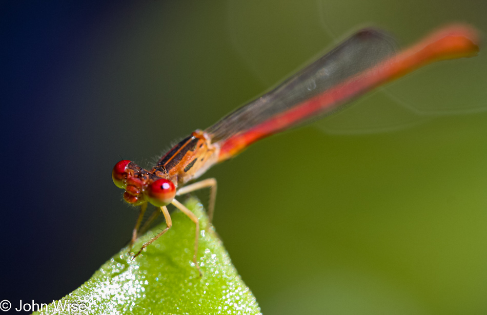 This dragonfly appears to have some mighty big lips