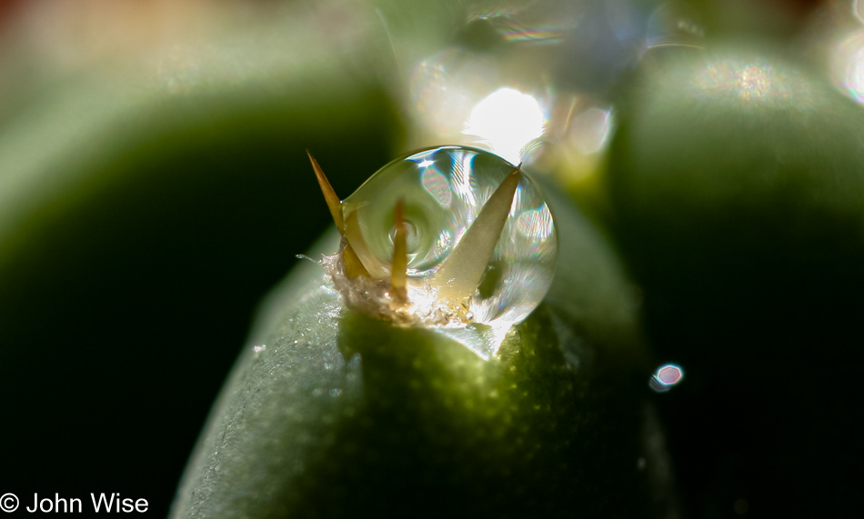 A drop of water embraced by thorns balancing on top of a cactus