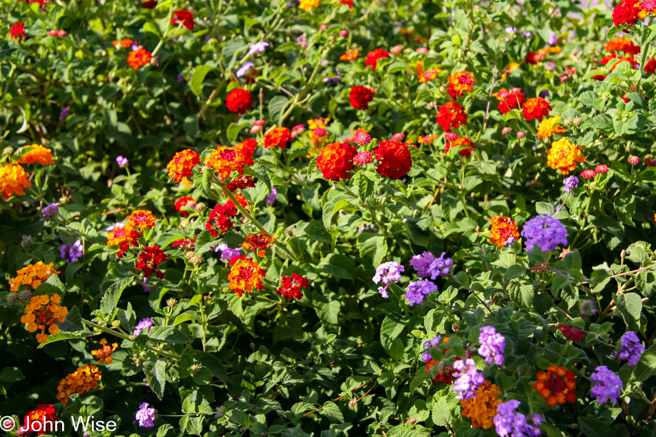 Flowers greet us at the front of our building coming and going in Phoenix, Arizona