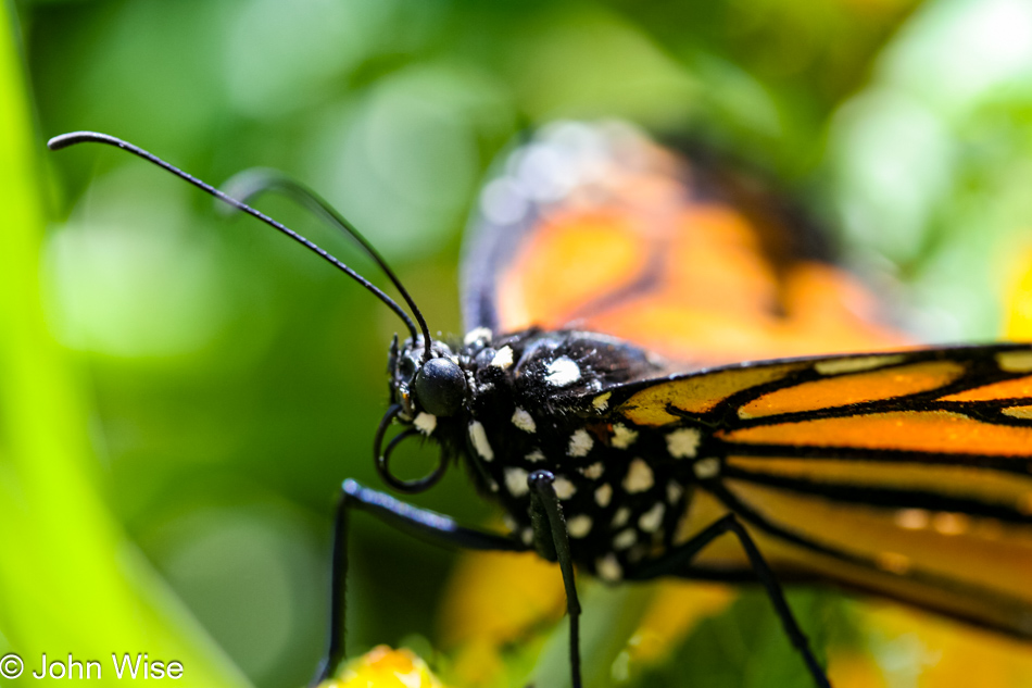 Close up of a Monarch Butterfly at the Desert Botanical Garden in Phoenix, Arizona