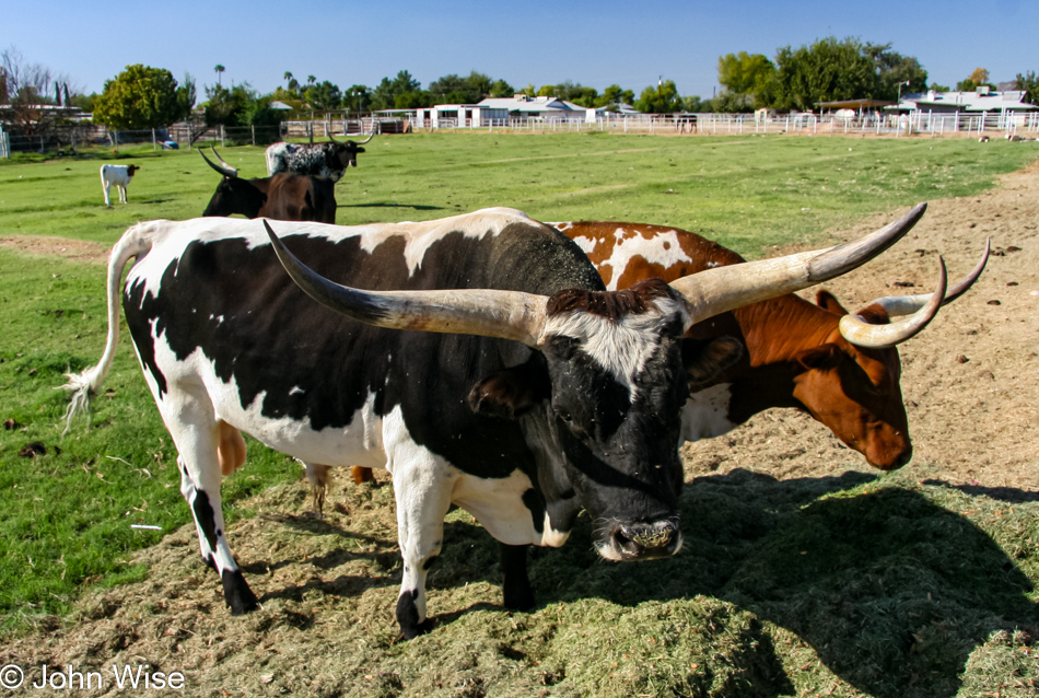 Longhorn Steer and Cow on a small farm property in Phoenix, Arizona