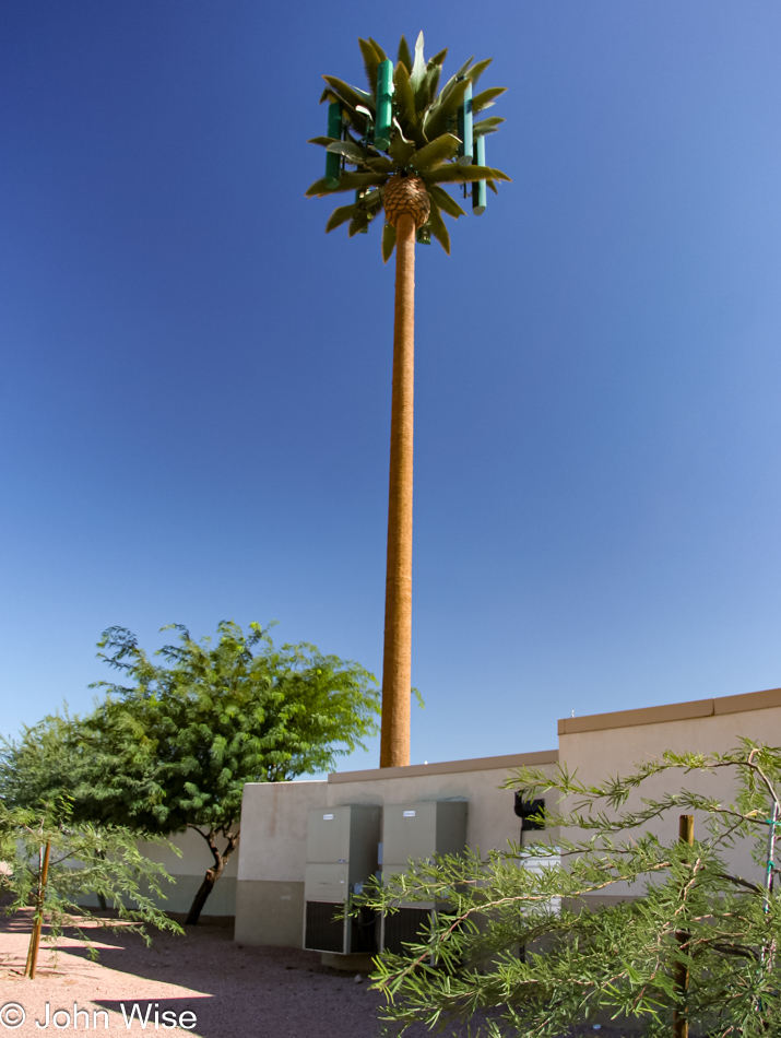 A palm tree that is really an antenna masquerading as a palm tree in Phoenix, Arizona