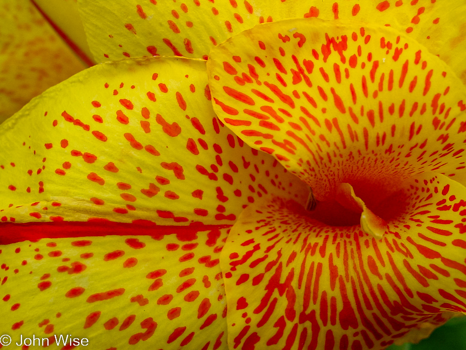 A flower at the San Juan Capistrano Mission in California