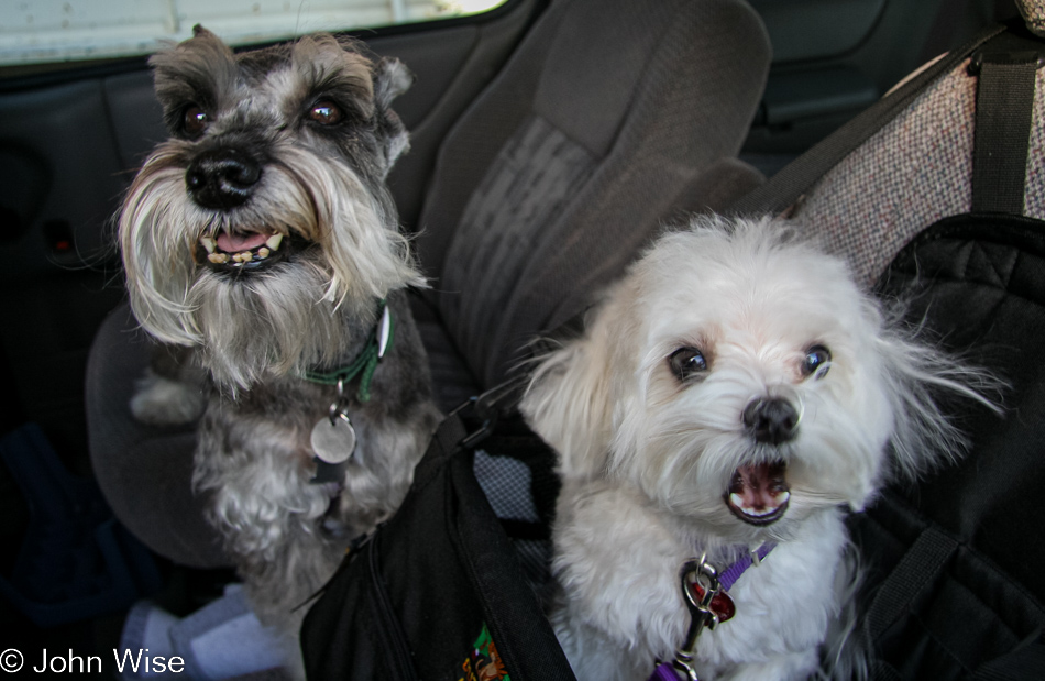 Rudy and Guido, my mother's dogs in Phoenix, Arizona