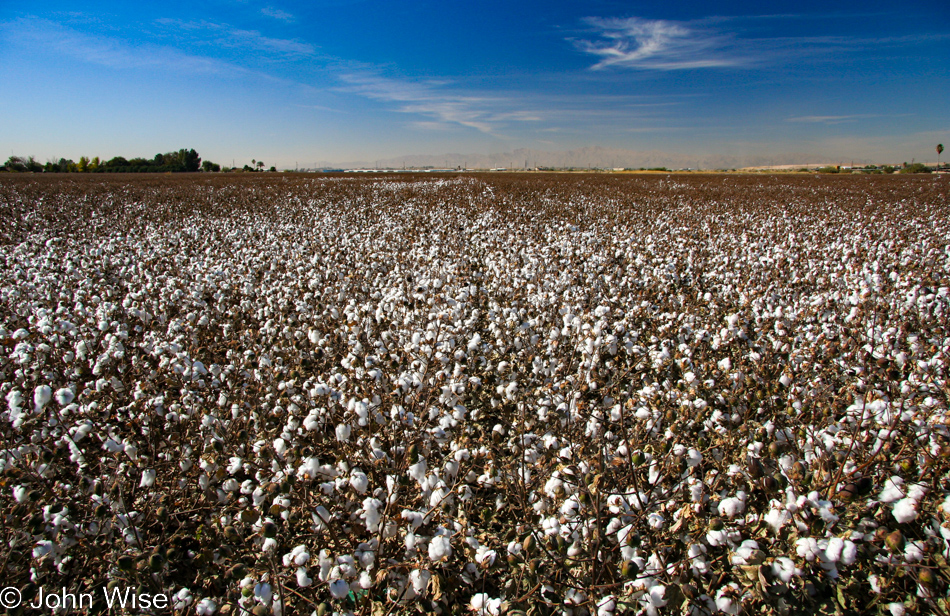 Cotton growing in Phoenix, Arizona