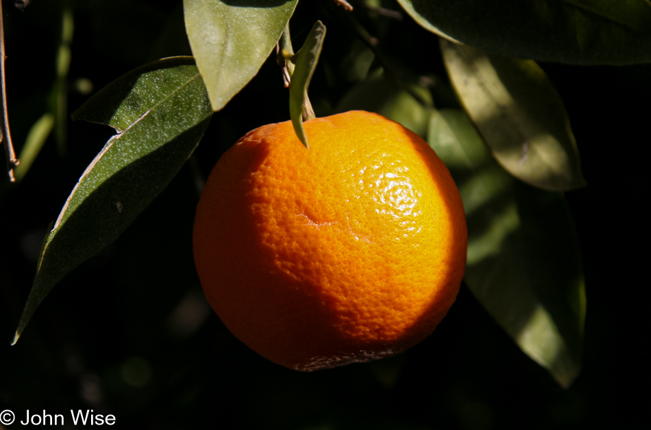 December rolls around in Arizona and here come the fresh oranges