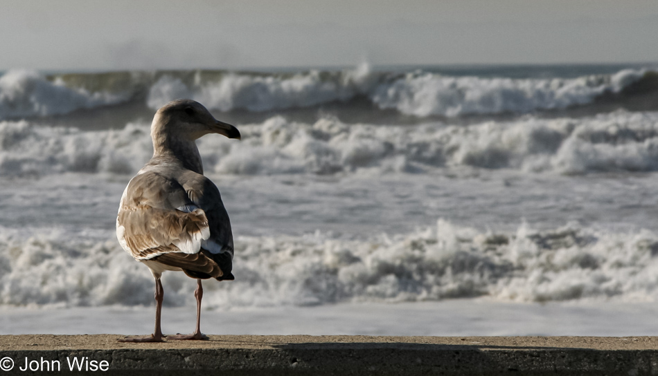 Watching the surf come in this seagull eyes me to ensure I don't get too close.