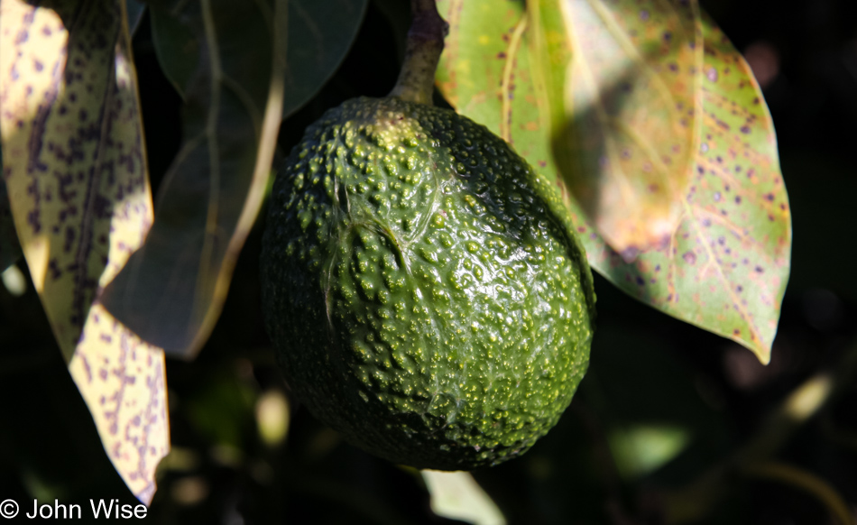 An Avocado growing in Santa Barbara, California