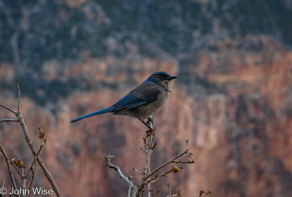 Scrub Jay in the Grand Canyon National Park, Arizona