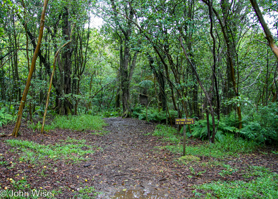 Kalopa Native Forest Trail near Honokaa, Hawaii