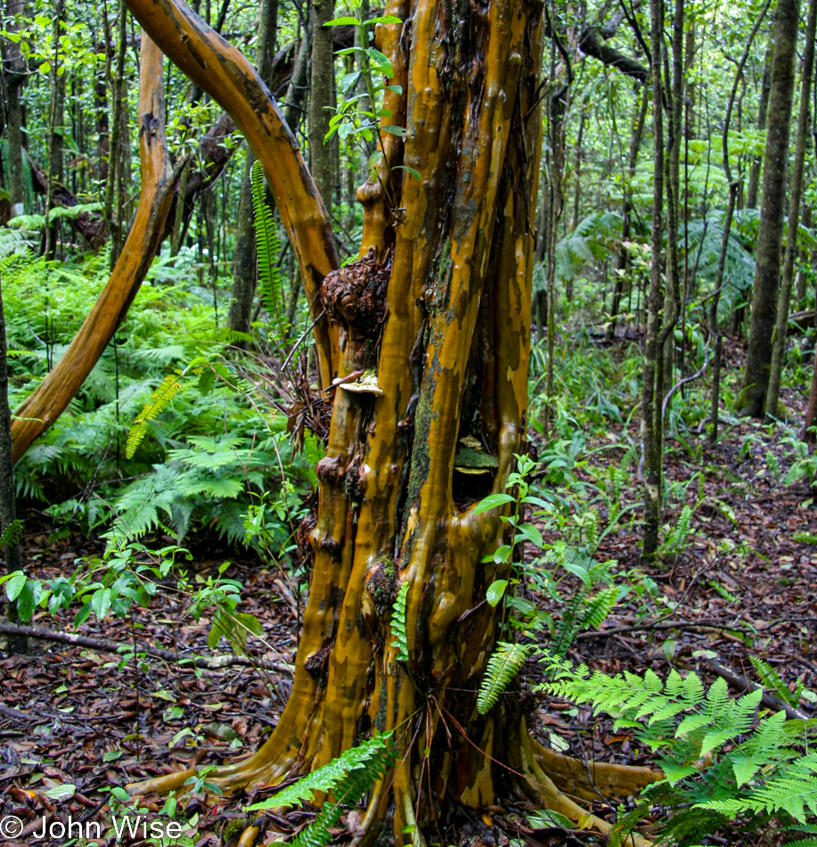 Kalopa Native Forest Trail near Honokaa, Hawaii