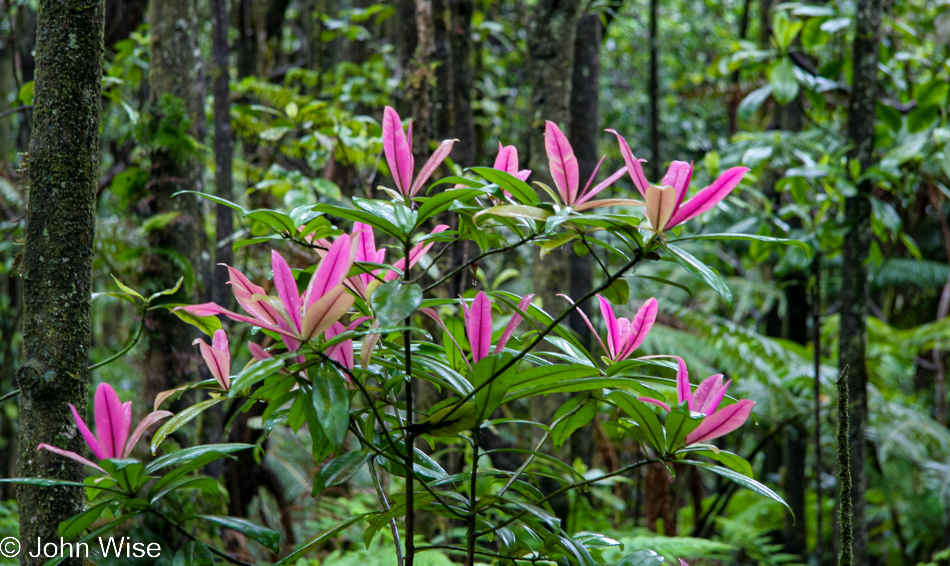 Kalopa Native Forest Trail near Honokaa, Hawaii